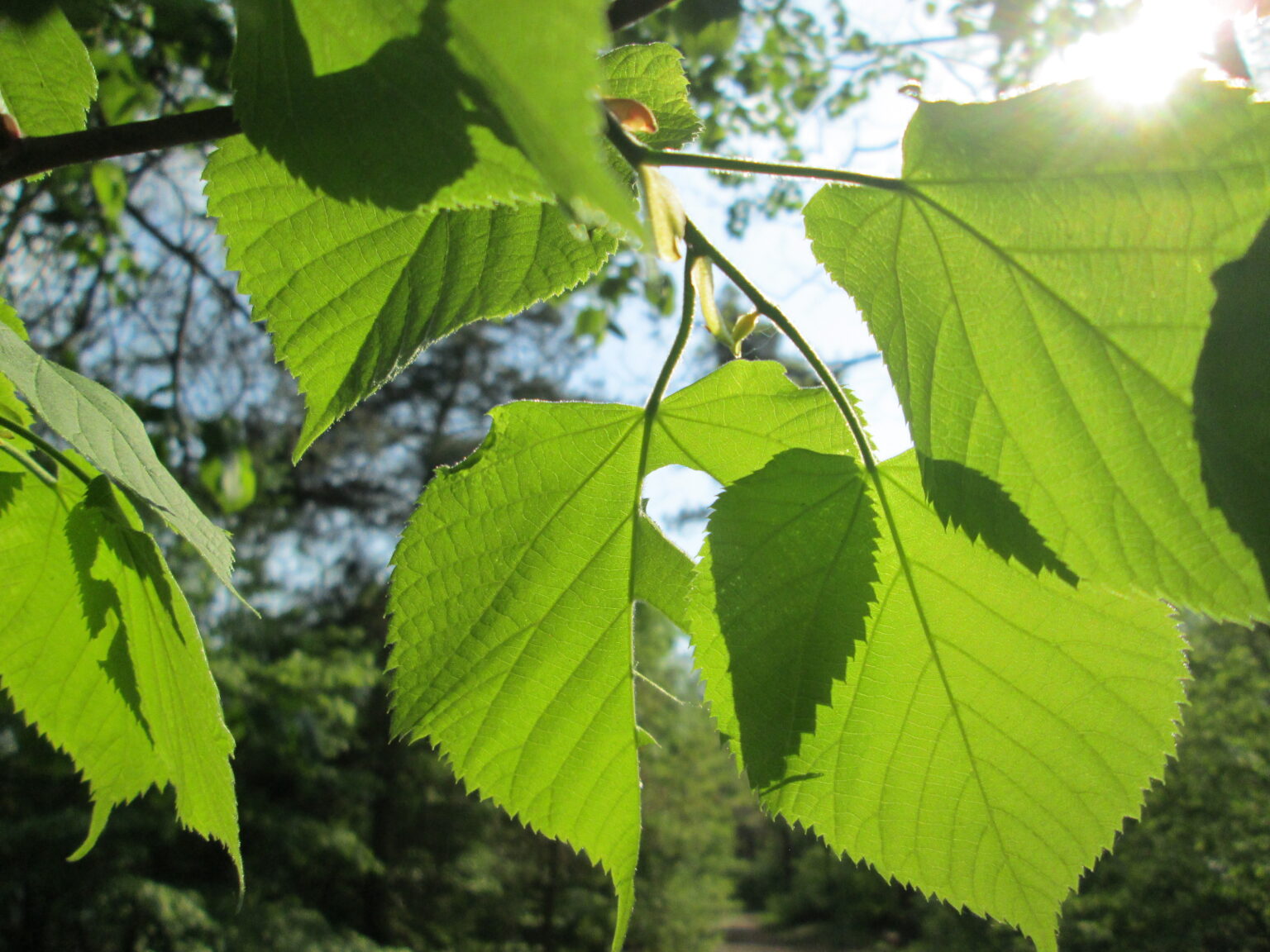 Jak poznat naše lípy - Botanické procházky